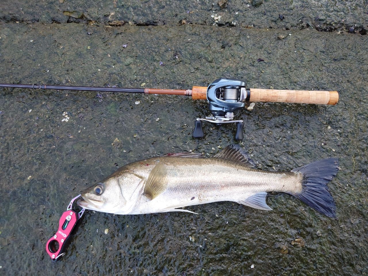 SHIMANO 22アルデバラン BFS XG LEFTの最安値・インプレ・釣果 | 本音