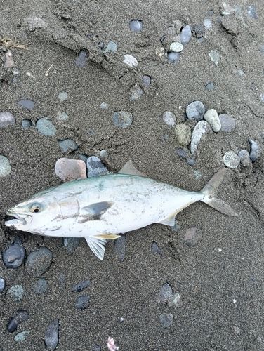 ワカシの釣果