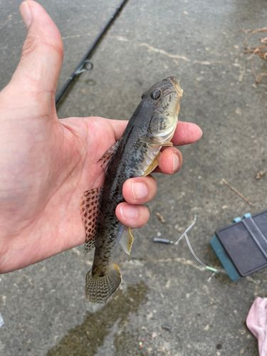 ハゼの釣果