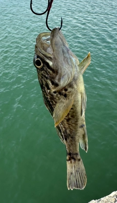 クロソイの釣果