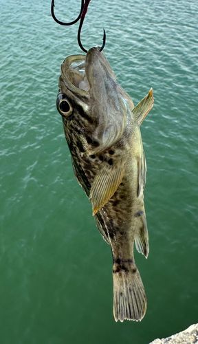 クロソイの釣果