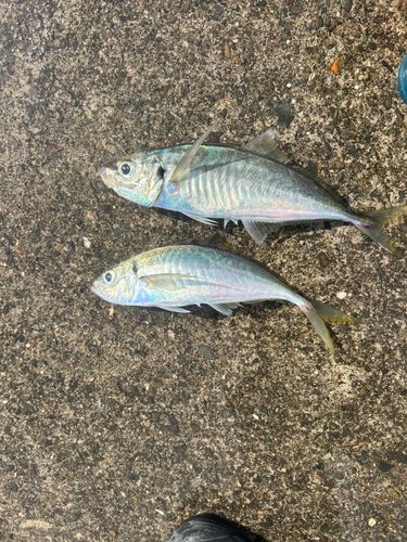 マアジの釣果