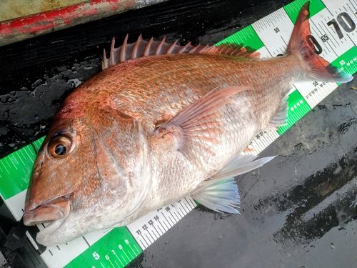 マダイの釣果