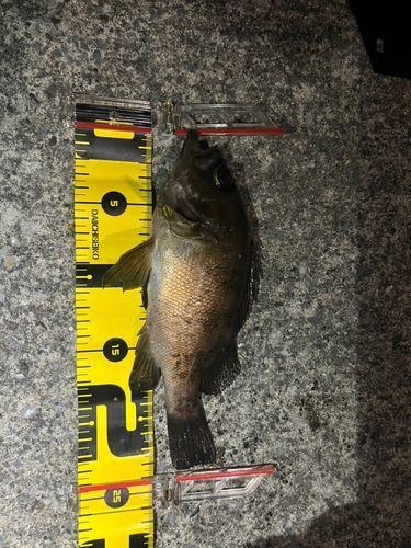 メバルの釣果