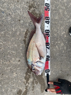 タイの釣果