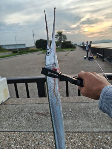 カマスの釣果