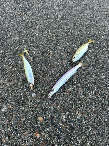 カマスの釣果