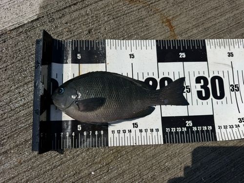 メジナの釣果