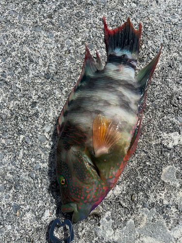 釣果