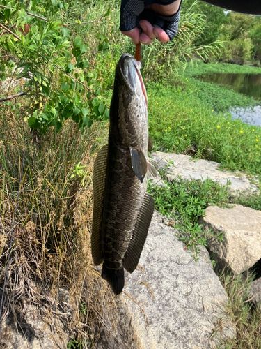 ライギョの釣果