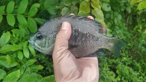 ブルーギルの釣果