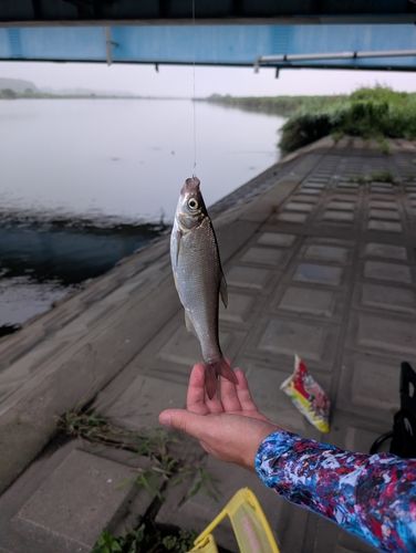 ウグイの釣果