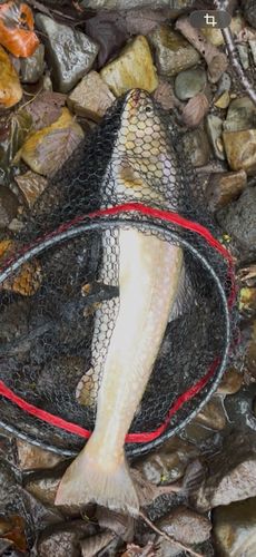 アメマスの釣果
