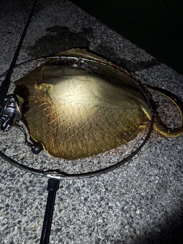 アカエイの釣果