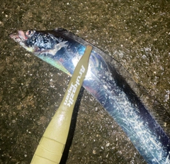 タチウオの釣果
