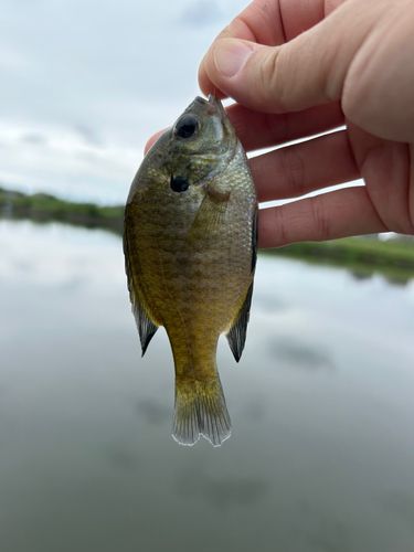 ブルーギルの釣果