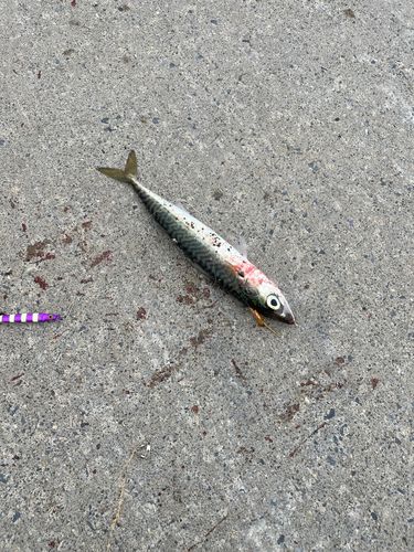 サバの釣果