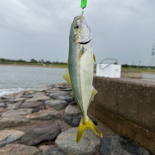 ツバスの釣果