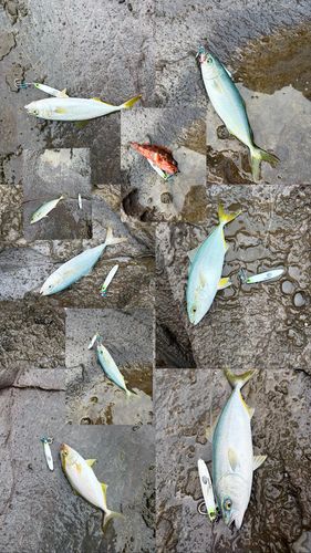 ツバスの釣果