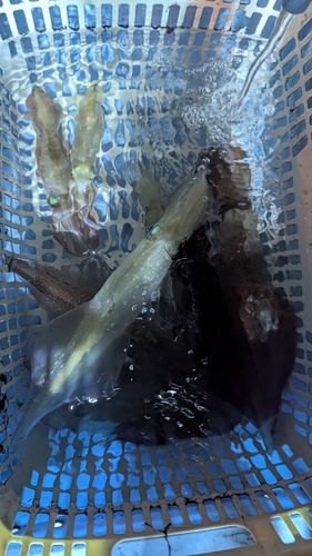 ケンサキイカの釣果