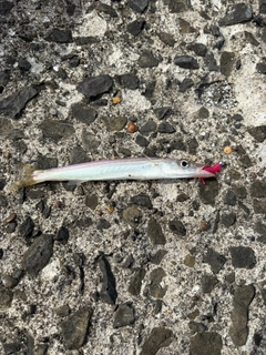 カマスの釣果