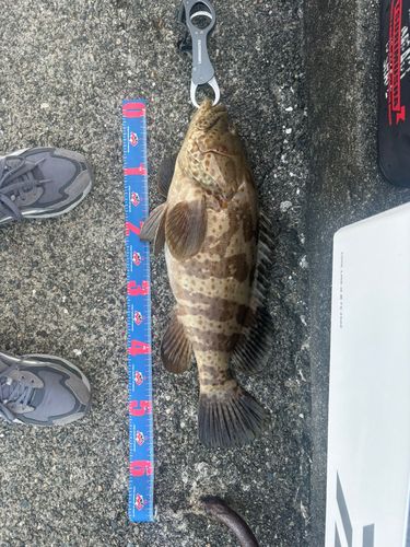 チャイロマルハタの釣果