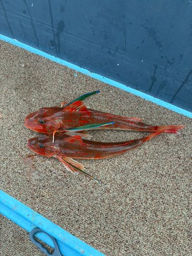 ホウボウの釣果