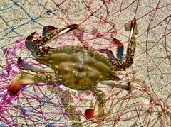 ワタリガニの釣果