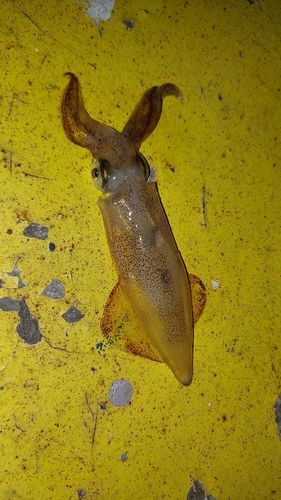 ヒイカの釣果