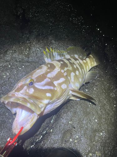 クエの釣果
