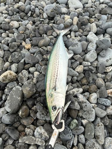 サゴシの釣果