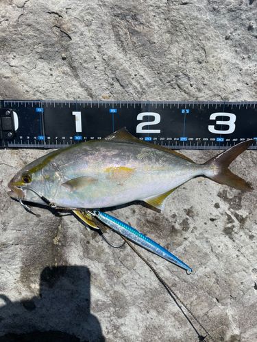 ショゴの釣果