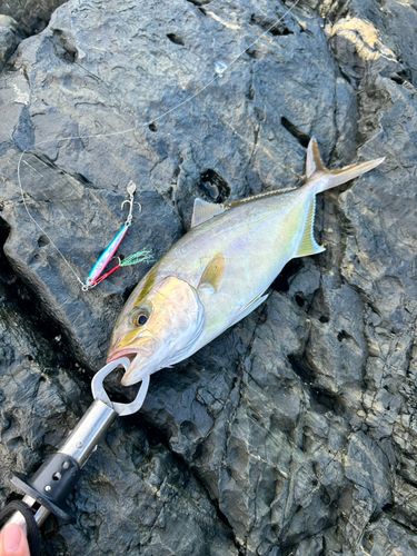 ネリゴの釣果