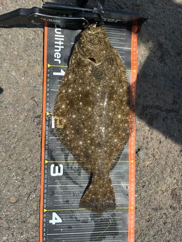 ヒラメの釣果