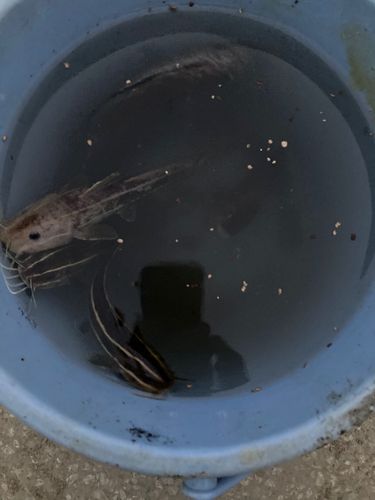ソウダガツオの釣果