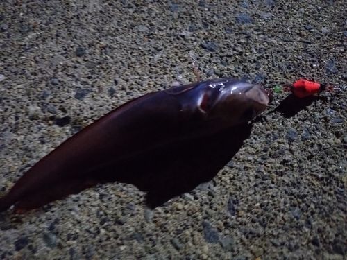 ドンコの釣果