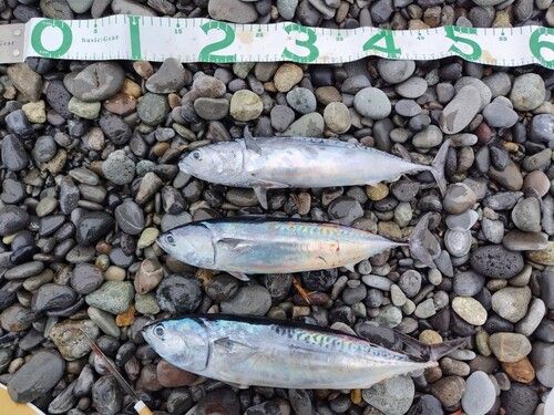 マルソウダの釣果