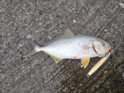 カンパチの釣果