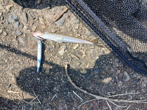 エソの釣果