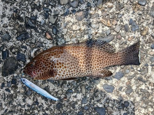 エソの釣果