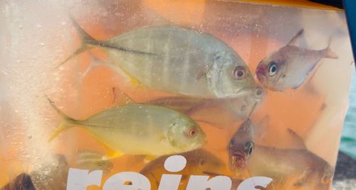 シマアジの釣果
