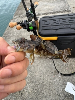 アナハゼの釣果