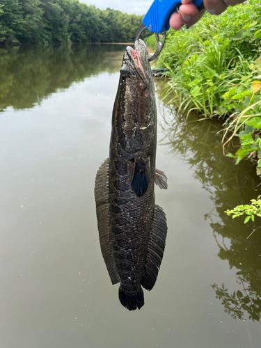 ライギョの釣果