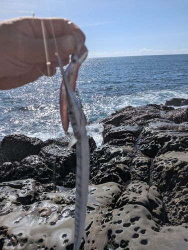 ダツの釣果