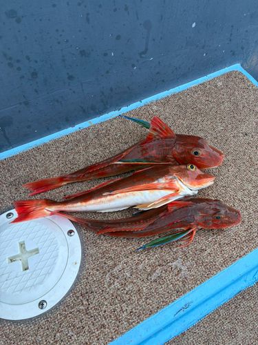ホウボウの釣果
