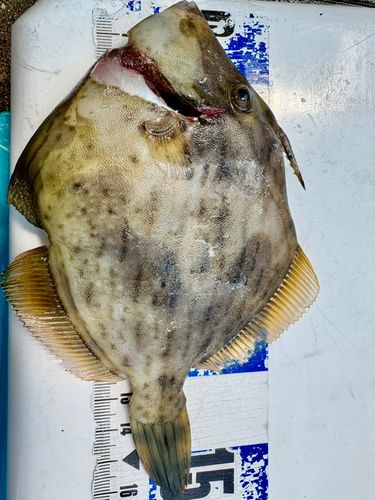 カワハギの釣果