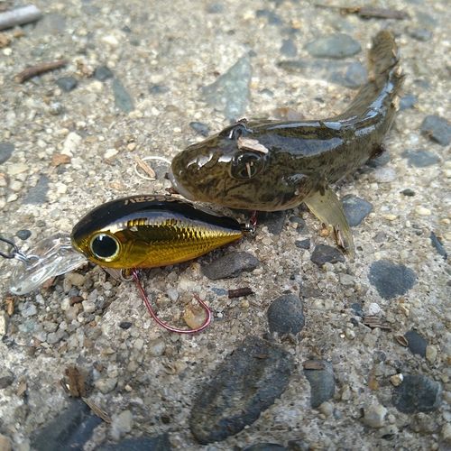 ハゼの釣果