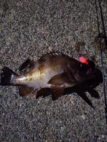アカメバルの釣果