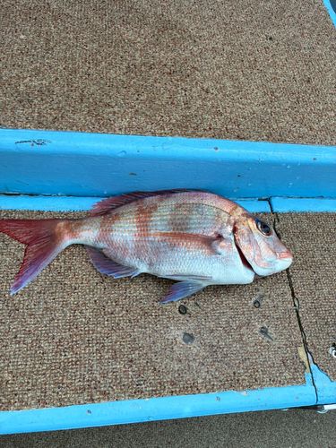 タイの釣果