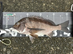 クロダイの釣果